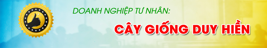 cay giong duy hien